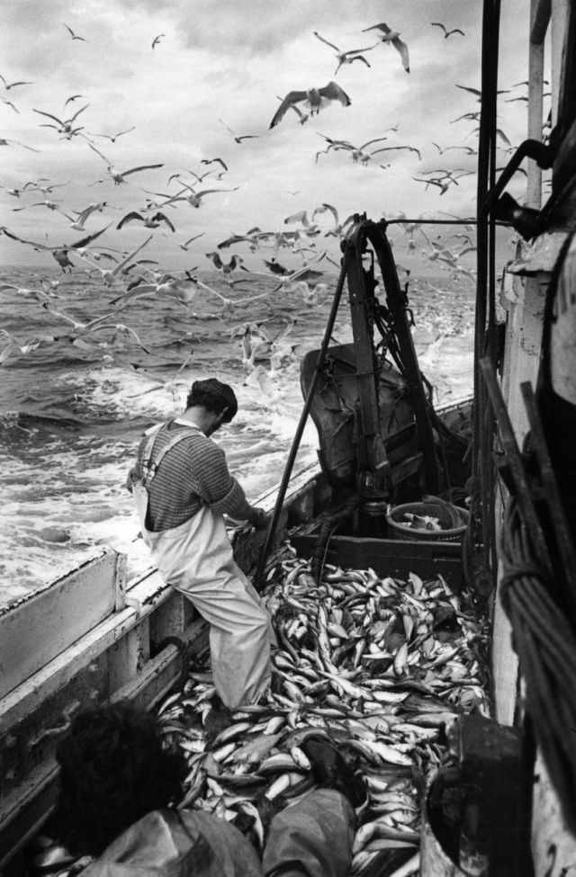 Fishing Industry, 1981 by Nick Hedges